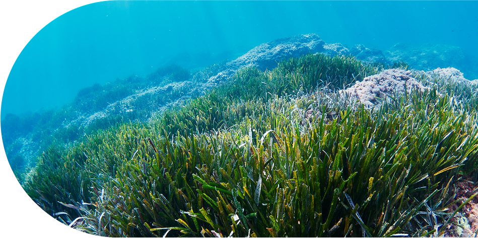 posidonia oceánica en un fondo marino