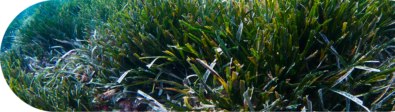 posidonia oceanica