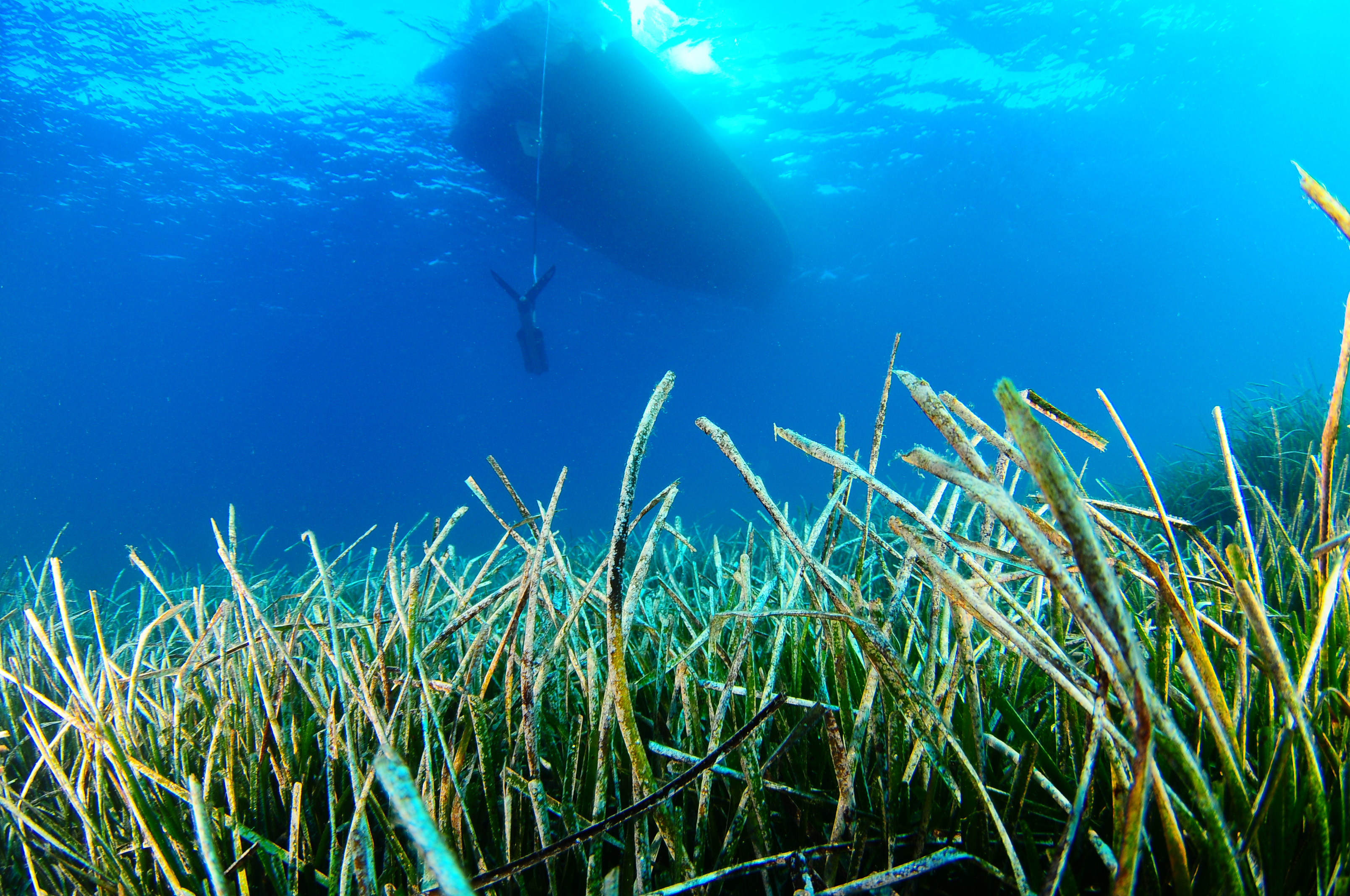 Posidonia