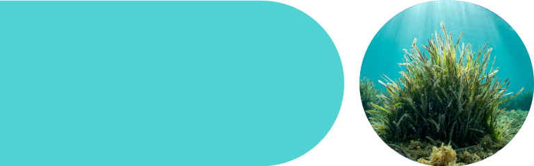 Fundación ecomar