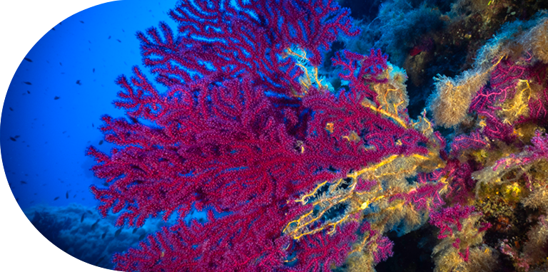 gorgonias