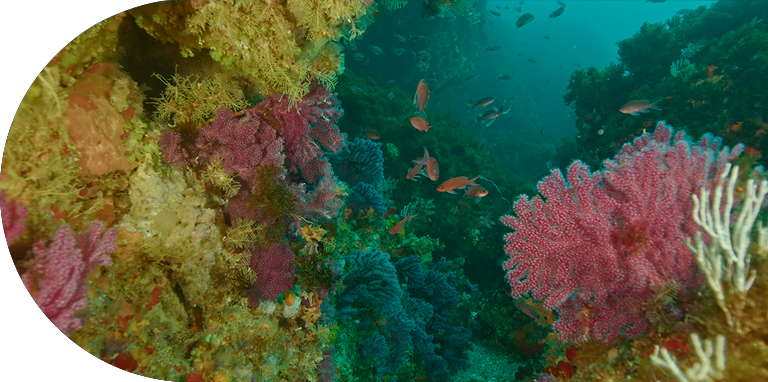 Gorgonias en Galicia