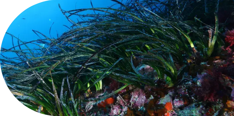posidonia oceánica en un fondo marino