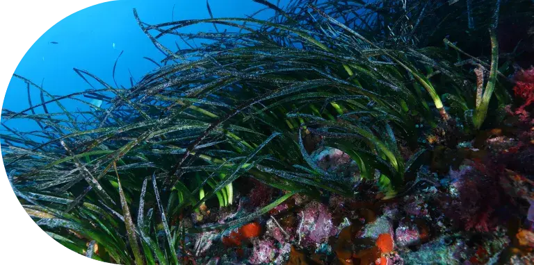 posidonia oceánica en un fondo marino