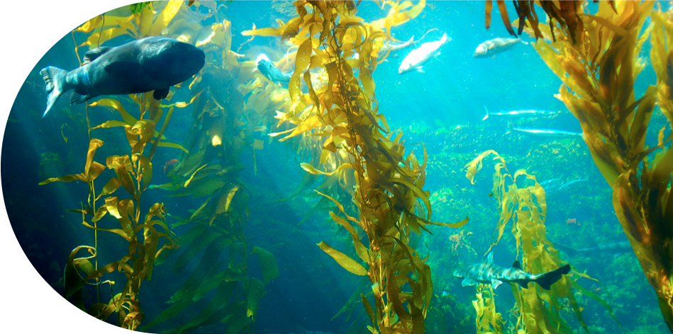Macroalgas posedonia