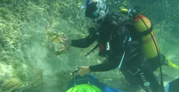 Red Eléctrica e IMEDEA-CSIC plantan cerca de 8.000 fragmentos de posidonia como parte del Bosque Marino