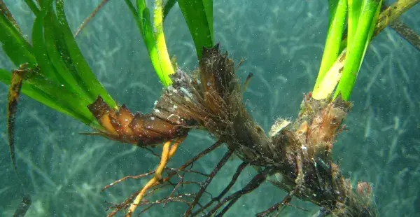 IMEDEA-CSIC confirma una supervivencia del 90% en la posidonia plantada por Red Eléctrica en 2018 en la bahía de Pollença  