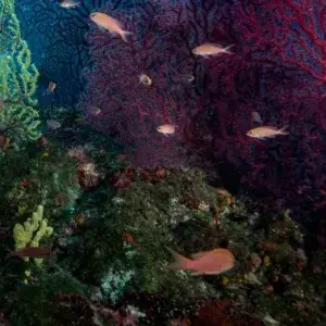 gorgonias