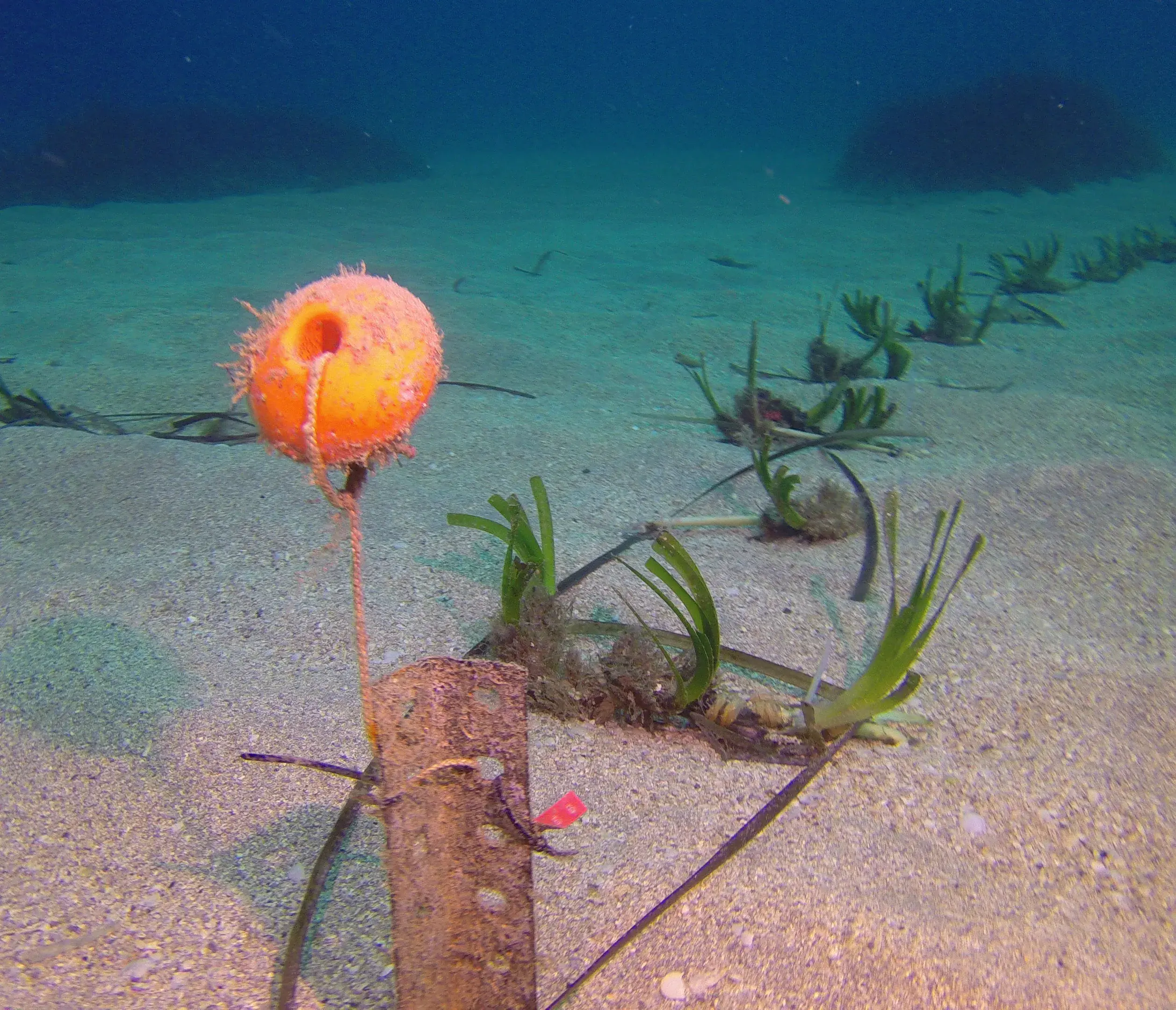 Mallorca, laboratorio vivo