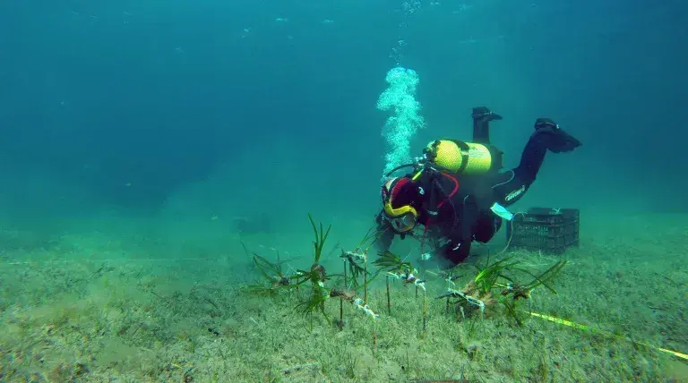 El proyecto contempla la restauración de dos hectáreas de pradera de posidonia en Punta l’Avançada del Port de Pollença (Mallorca),