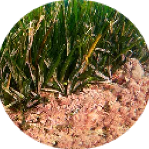 posidonia oceánica