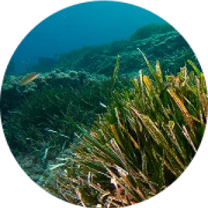 fondo marino
