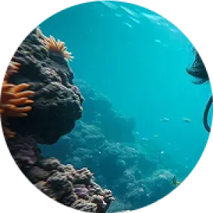 buzo en un fondo marino
