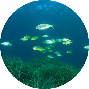 banco de peces