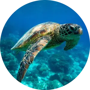 tortuga marina