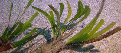 Plántula de posidonia 