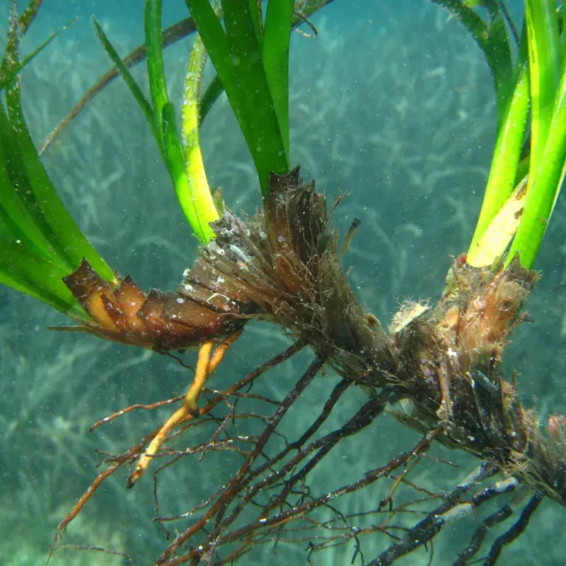 Posidonia oceanica 